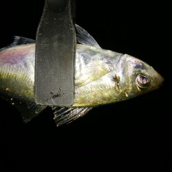 昨日とは違い数が減った